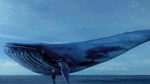  Bllokohet ‘Balena e Kaltër’ në Rrjetin e Kosovës