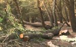  Prokuroria Themelore e Gjilanit ka ngritur një aktakuzë kundër një personi për vjedhje pylli