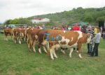  Ekspozita e lopëve mbahet më 30 shtator në Bujanoc