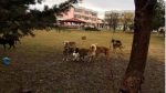  FAUNA: Ka filluar projekti për menaxhimin dhe kontrrollin e qenve endacak