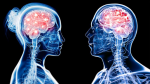  Studim i ri, dallimi mes trurit të burrit dhe gruas
