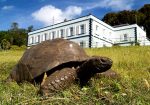  Breshka më e vjetër në botë, ka kaluar dy luftëra botërore