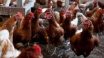  ‘Banda’ e pulave mobilizohet, mbysin dhelprën që hyri në fermë