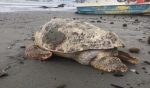  Durrës, dallgët nxjerrin breshkën 100-vjeçare