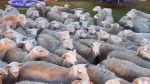  E pazakontë, qindra dele ia ‘pushtojnë’ oborrin e shtëpisë