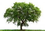  Anglia mbjellë 130 mijë drunj, lufton ndryshimet klimatike