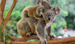  Koala australiane në zhdukje