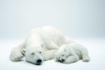  Krijohen arinj polar artificial, qëllimi sensibilizues