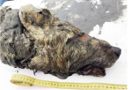  Zbulohet koka e një ujku, e vjetër 40 mijë vjeçare
