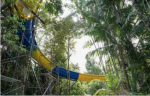  Topogani më i gjatë në botë, ‘udhëtim’ nëpër xhungël