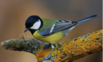  Bie numri i zogjve në SHBA dhe Kanada, shkencëtarët flasin për krizë ekologjike