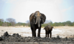  Ngordhin 55 elefantë në Zimbabwe