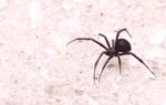  Befason studimi, mos i mbytni merimangat në shtëpi!