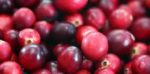  Boronica e kuqe, fruti që sjell shumë përfitime për organizmin e njeriut