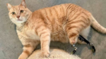  Humbi gjymtyrët në aksident, macja me këmbë protezë fiton zemrat e gjithë njerëzve