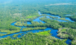 Mbi 11 mijë specie të pemëve zbulohen në Amazona