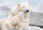  Paralajmëron eksperti, arinjtë polarë afër zhdukjes