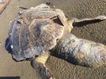  Gjendet e ngordhur breshka 100 vjeçare në Vlorë