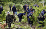  Kolumbia asgjëson 100 mijë hektarë plantacione të bimëve narkotike