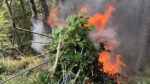  Vazhdon aksioni i Policisë së Kosovës për shkatërrimin e bimëve narkotike