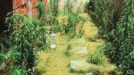  Policia e Kosovës konfiskon bimë të dyshuara të llojit Kanabis Sativa