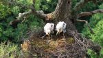  Kamenicë: Për herë të parë në Kosovë unazohen dy zogj të Lejlekut të Zi