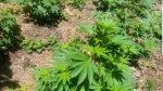 Policia Kufitare arreston një të dyshuar për kultivim të bimëve narkotike
