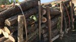  Policia e Kosovës gjatë kontrollit ka ndaluar një traktor i cili transportonte dru pa dokumente valide
