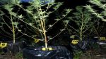  Arrestohen dy të dyshuar për: ‘kultivimi i bimës së hashashit, shkurres së kokainës ose bimëve të kanabisit’ dhe ‘posedimi i paautorizuar i narkotikëve, substancave psikotrope ose analoge’