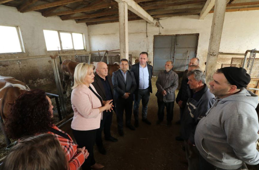  Komuna e Gjilanit shpërndan gjashtë gjedhe të racës simental për fermerët, donacion i shkollës së agrobiznesit