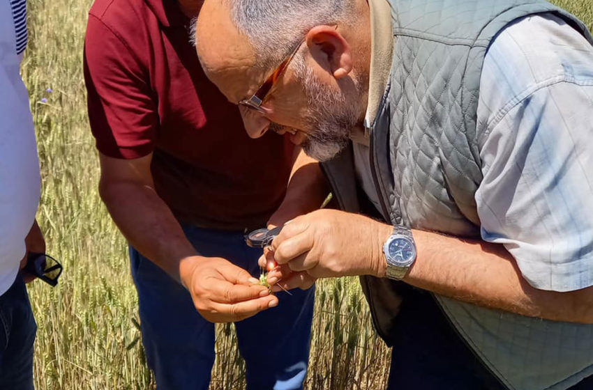  Morri i Kuq te kallinjtë e grurit, drejtoria përkatëse njofton fermerët se mund të bëjnë trajtimin me ndonjë insekticid sistemik