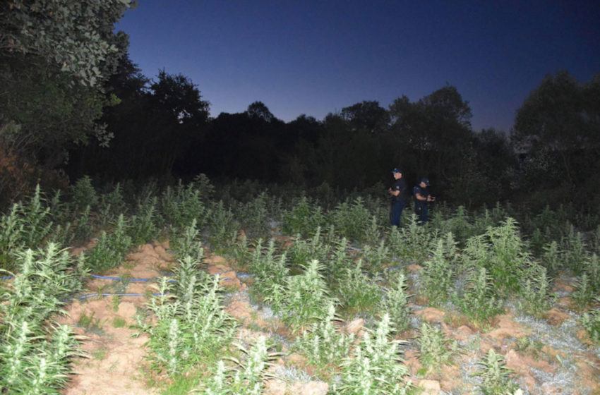  Policia arreston një të dyshuar dhe asgjëson mbi 4000 bimë të kultivuara të llojit Kanabis Sativa