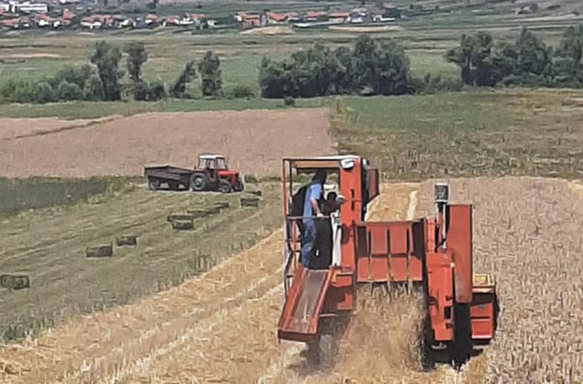  Falë kushteve të mira klimatike, fushata e korrje-shirjeve po vazhdon në tërë territorin e Komunës së Gjilanit