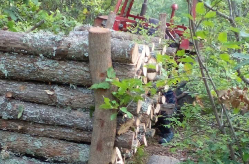  Gjilan: Drejtoria e Bujqësisë dhe Pylltarisë në bashkëpunim me Policinë ka ndërmarrë aksion për parandalimin e prerjeve ilegale të pyjeve
