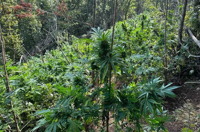  Policia gjen një plantacion me rreth 20 mijë bimë kanabis
