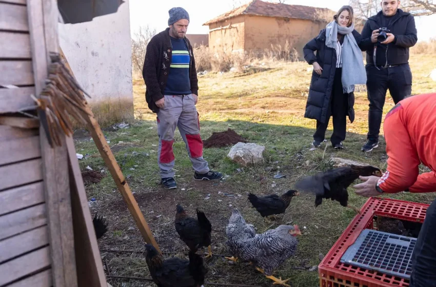  Fermerët gjilanas përfitues të pulave dhe gjelave
