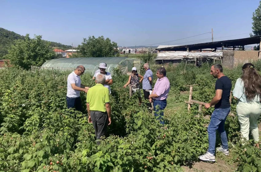  Edhe një trajnim me fermerët gjilanas përfitues të projektit për mbjelljen e mjedrës