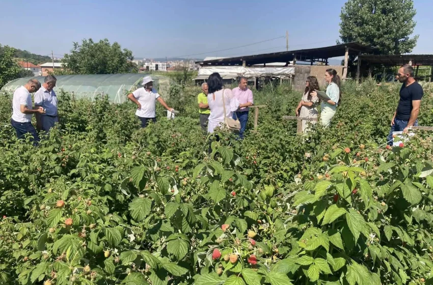  Isufi: Vizituam Vebi Halilin nga Malisheva, një fermer i përkushtuar ndaj veprimtarisë së kultivimit të frutave të imta