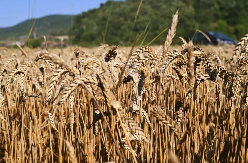  Kamenicë: Përfundon procesi i korrje-shirjeve