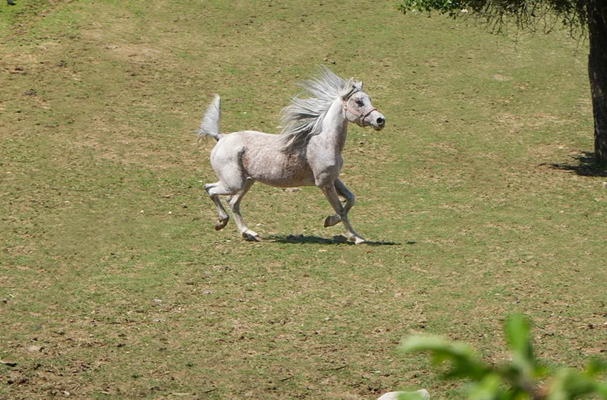  Vali Ranch Resort: Every horse tells a story!