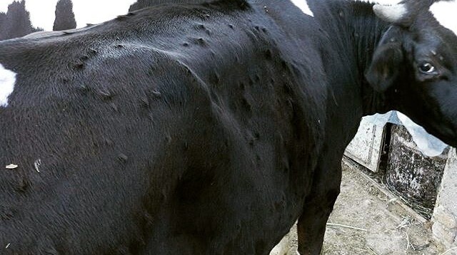 Ndahen para për parandalimin e sëmundjes gungore të lëkurës së gjedhit