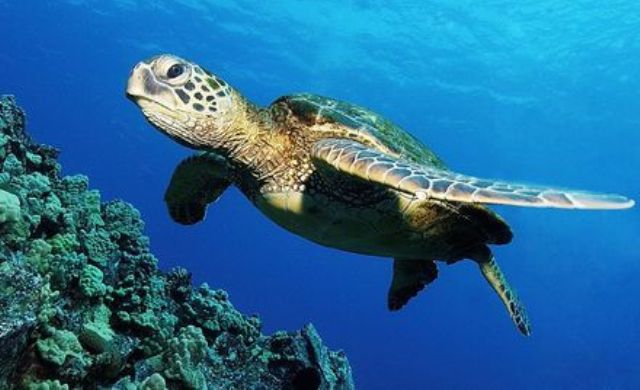 WWF dënon ashpër vrasjen e qëllimshme te breshkës së detit