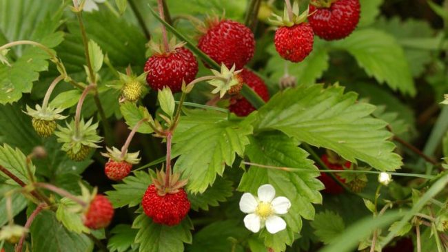 Policia: Një i dyshuar për shkaktimin e zjarrit që dogji plantacionin me fidanë dredhëzash