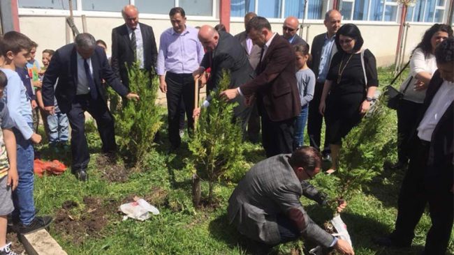 Mbillen pemë dekorative në oborrin e shkollës në Tërpezë
