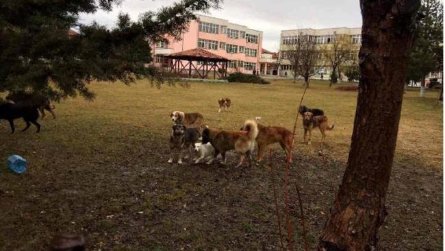 FAUNA: Ka filluar projekti për menaxhimin dhe kontrrollin e qenve endacak