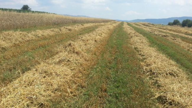Kamenicë: Rendimenti mesatar te gruri ka qenë 4.200 kg. / ha