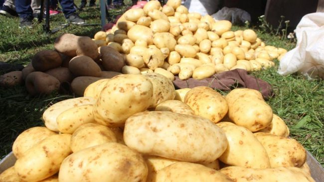 Komuna e Vitisë shënon Ditën e Patates në Debelldeh të Vitisë