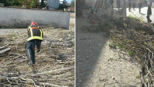 DSHPE intervenoi në prerjen e një druri që paraqiste rrezik për kalimtarët