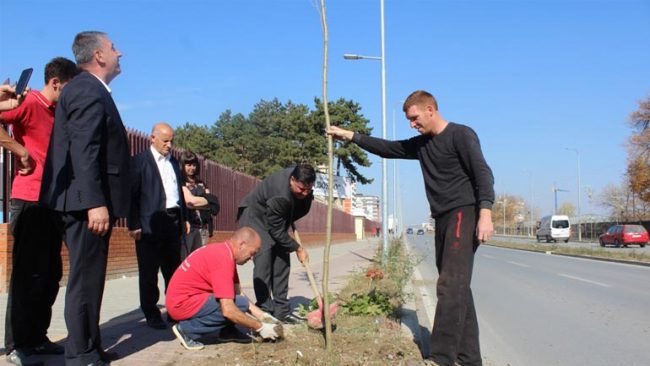 Në Gjilan fillon mbjellja e rreth 7 mijë drunjve dekorativ