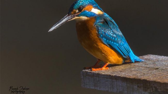 Objektivi i Besnik Jakupit kap në Kamenicë, zogun e bukur KingFisher
